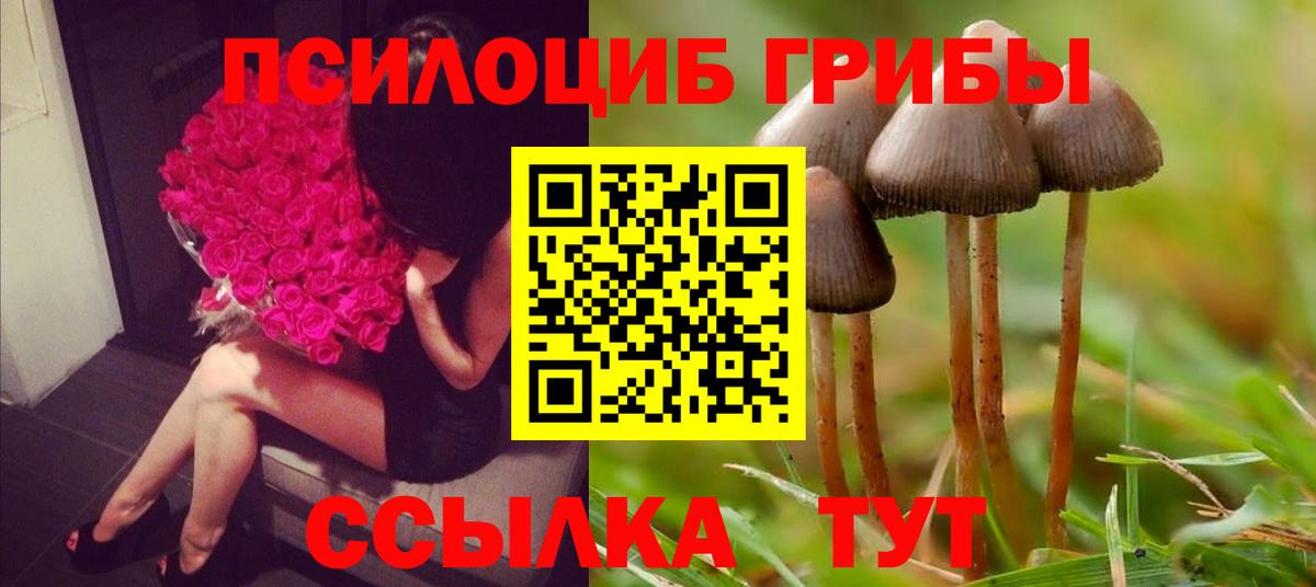 Псилоцибиновые грибы Psilocybine cubensis Луховицы